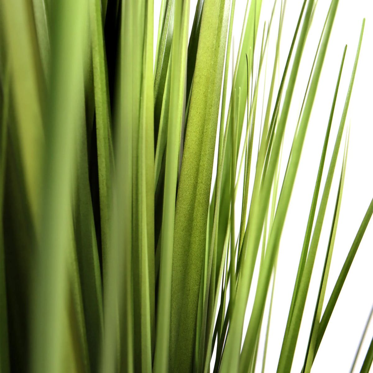 Groene bladeren van de kunstplant CORTADERIA van hjh OFFICE