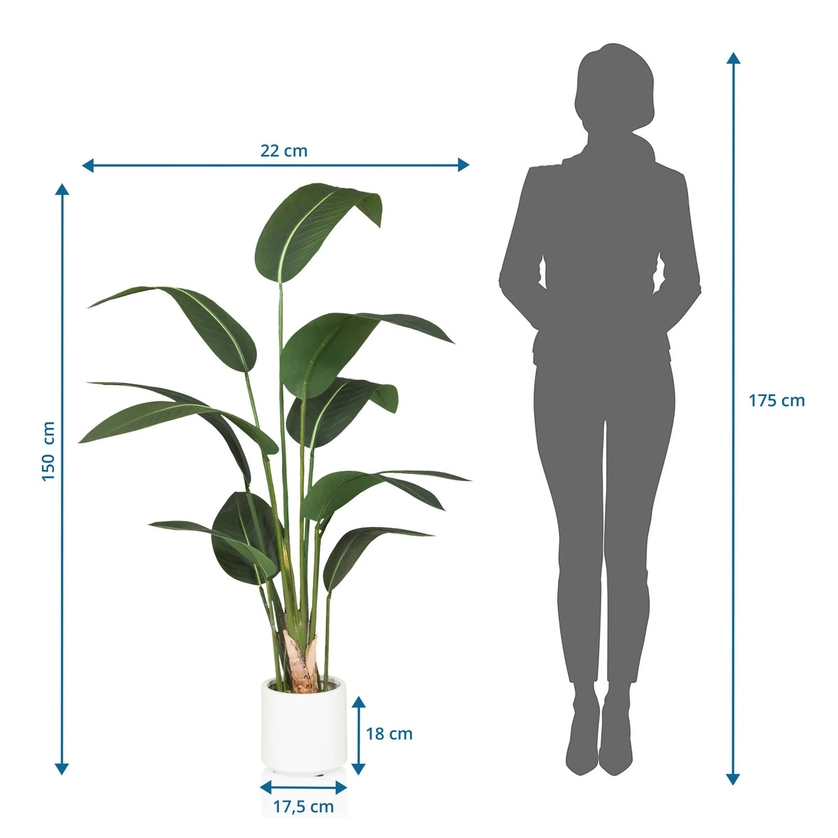 Maattekening van de Kunstplant STRELITZIA met een hoogte van 150 cm van hjh OFFICE