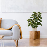 Kunstplant Ficus 3 in groen en wit in een witte pot op een houten voet van hjh OFFICE
