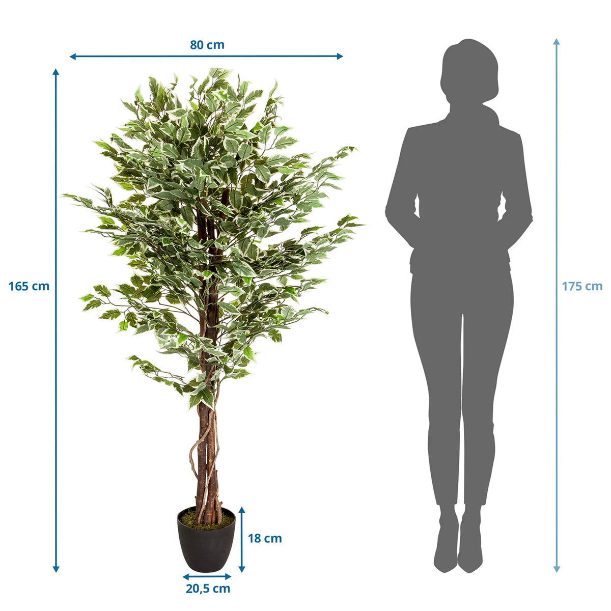 Maattekening van de Kunstplant FICUS met een hoogte van 165 cm en breedte van 80 cm van hjh OFFICE