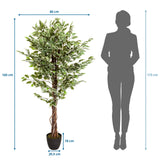 Maattekening van de Kunstplant FICUS met een hoogte van 165 cm en breedte van 80 cm van hjh OFFICE