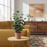 Groene Kunstplant Eucalyptus in een terracottakleurige pot op een bijzettafel van hjh OFFICE