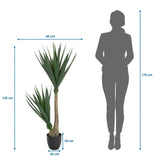 Maattekening van de Kunstplant YUCCA met een hoogte van 135 cm en breedte van 50 cm van hjh OFFICE
