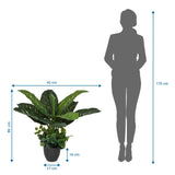 Maattekening van de Kunstplant DIEFFENBACHIA met een hoogte van 80 cm en breedte van 42 cm van hjh OFFICE