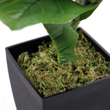 Zwarte vierkante plantenpot met groen mos van de Kunstplant LYRATA van hjh OFFICE