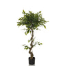 Groene Kunstplant FICUS I met gedraaide stam in een zwarte pot van hjh OFFICE