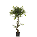 Groene Kunstplant FICUS I met gedraaide stam in een zwarte pot van hjh OFFICE