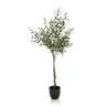 Groene Kunstplant OLIVE in de vorm van een olijfboom met zwarte pot van hjh OFFICE